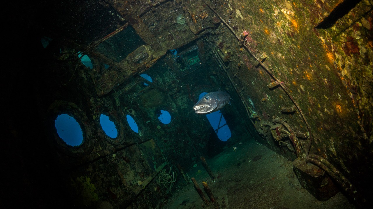 Barracuda School