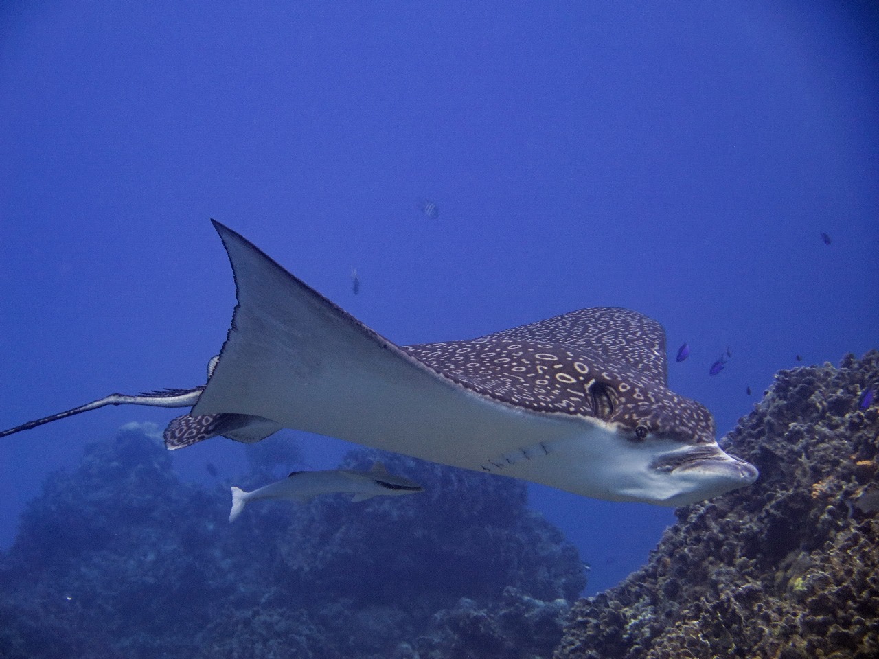 Spotted Eagle Ray